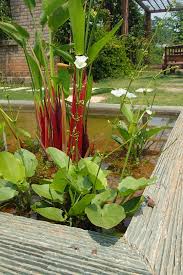 Image result for Ranalisma