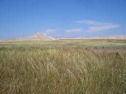 Few of the original prairie grasslands remain. Prairies Usa The National Grasslands Of America S Heartland Hubpages