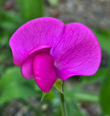 Image result for Lathyrus