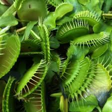 They can withstand frost and light freezes. All About Venus Flytraps And How To Care For This Carnivorous Plant Dengarden
