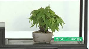 小品盆栽 席飾りとモミジの葉刈り Youtube