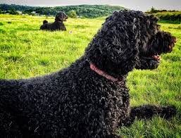 Balıkçılar bu köpek için gemilerindeki tayfa diye bahsederler. Hipoalerjenik Kopekler Ve Kopek Alerjileriyle Basa Cikma En Iyi Aile