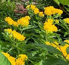 Image result for Asclepias albens