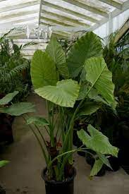 It has recently become popular for indoor growth. 28 Refreshing Tropical Landscaping Ideas In 2021 Rainforest Plants Large Leaf Plants Big Leaf Plants