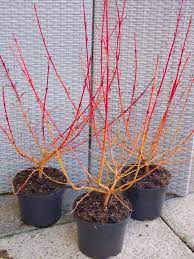 It is native to northern europe and northwestern asia. Cornus Midwinter Fire Winter Beauty Dogwood Pack Of Three Plants Garden Plants