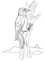 Download 340+ royalty free woodpecker coloring vector images. Woodpecker Coloring Pages Download And Print Woodpecker Coloring Pages