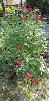 Image result for Pentas schumanniana