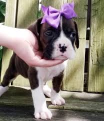From wikimedia commons, the free media repository. Miniature Boxer Puppies For Sale Cheap Pups Usa Canada Au Eu