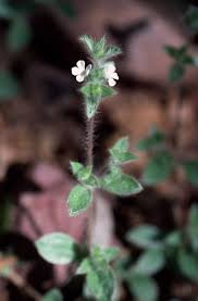 Image result for Nelsonia canescens