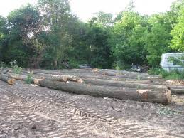 Check spelling or type a new query. Black Walnut Value Firewood Hoarders Club
