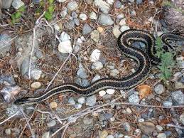 Generally, garter snakes are a friend for the farmers as they control the population of rats, mice, and lizards in their surroundings. Snake Friendly Garden Attracting Snakes To The Garden