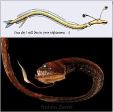 Black Dragonfish From Googly Eyed Spaghetti To Deep Sea Monster Featured Creature The magic of the internet. from googly eyed spaghetti to deep sea