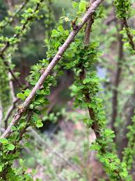 Image result for Phyllanthus macranthus