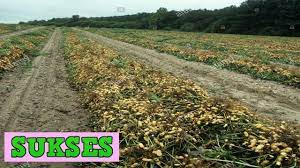 Cara tanam kacang tanah dengan cara memperhatikan kondisi tanah. Budidaya Kacang Tanah Dilahan Kering Modern Cara Menanam Kacang Tanah Youtube