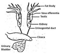Draw A Neat And Well Labelled Diagram Of Male Reproductive System Of A Frog