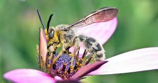 Image result for Lopholaena sp.no.1