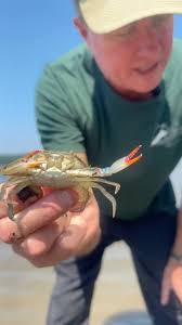 Nets at Norrie! , Our educators, Chris Bowser and Jackie Brooks, were  seining at Norrie Point this afternoon! See what they caught