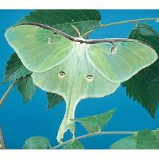 Common in the eastern united states and canada host plants: Luna Moth Cocoons Living Pack Of 3 Carolina Com