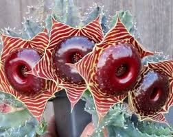 Image result for Tridentea