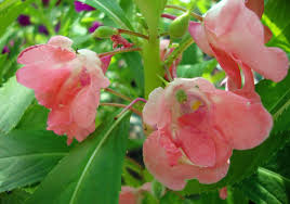 Image result for Impatiens salpinx