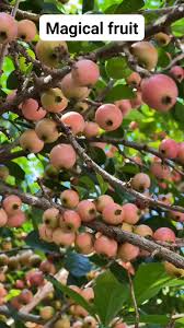 Image result for Uvaria acuminata