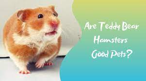 Teddy bear dogs are known for their endearing faces and their wide enormous eyes. Teddy Bear Hamster Care Lifespan Size Petsium