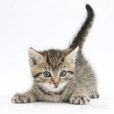 Black And Grey Tabby Kittens For Sale Cute Playful Tabby Kitten Stanley 6 Weeks Photographic Print Mark Taylor Allposters Com In 2020 Tabby Kittens For Sale Hybrid Dogs Pretty Cats