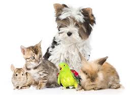 We are also able to guarantee on time delivery within 1 to 4 days of departure, depending on the distance of your trip. How Do You Transport A Dog Over A Long Distance Big Dogs Big Hearts