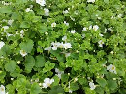 Image result for Bacopa