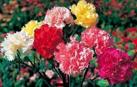 Pin On Agriculture Farming