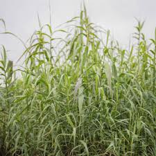 Image result for Arundo donax