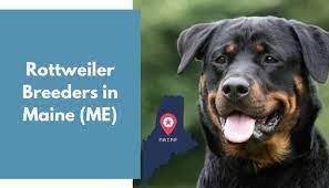 The pups are with registration papers. 3 Rottweiler Breeders In Maine Me Rottweiler Puppies For Sale Animalfate