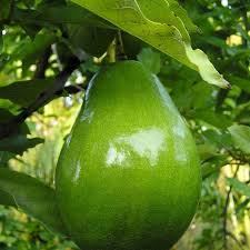 Epingle Sur Culture De Plantes
