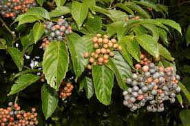 Image result for Leea