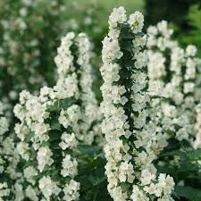 Its showy white flowers have a sweet, orange scent. Grow Care For Mock Orange Bushes Garden Design