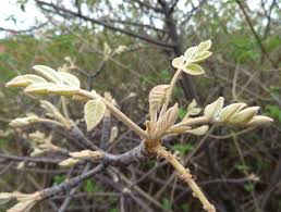 Image result for Lannea discolor