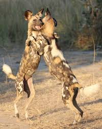 African Wild Dogs Painted Wolves Wild Dogs Animals Wild African Wild Dog