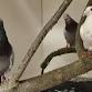 Meet the Flock: Pigeon Walk