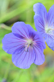 Geranium is a variable genus of hardy perennials that offers up profusely blooming plants for many situations. Geranium Orion Agm Westcountry Nurseries