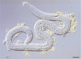 Image result for Oncocalyx bolusii