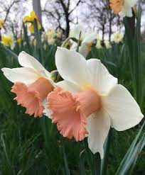 Pin On Daffodils At Daffodilhill