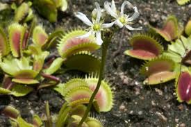 How to repot a venus flytrap. Should Your Venus Fly Trap Flower Drawbacks To Your Plant Carnivore Garden