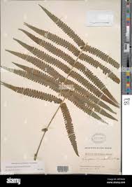 Image result for Pneumatopteris