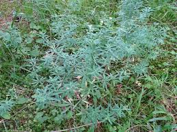 Image result for Galium scabrellum