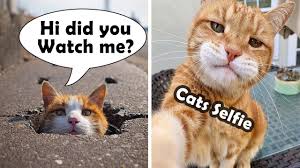 Maybe you would like to learn more about one of these? Best Funny Cats Memes Compilation Of 2021 Part 4 Instagram Cats Youtube