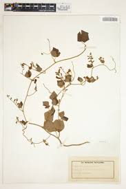 Image result for Rhynchosia caribaea