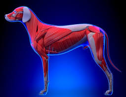 Much as the hind legs have got larger muscles which make them. A Visual Guide To Dog Anatomy Muscle Organ Skeletal Drawings All Things Dogs All Things Dogs