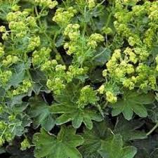 Image result for Alchemilla ellenbeckii