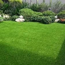 Rumput gajah mini ukuran 50x50 cm: Harga Bibitrumput Terbaik Agustus 2021 Shopee Indonesia