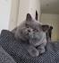 Is my British Shorthair overweight? - Scottish Fold Cats ...